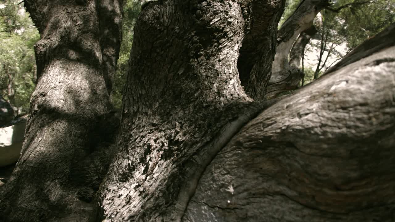 숲 숲에서 나무 줄기 껍질을 천천히 팬