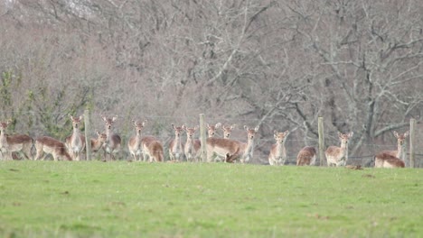 deer in the new forest clip 9