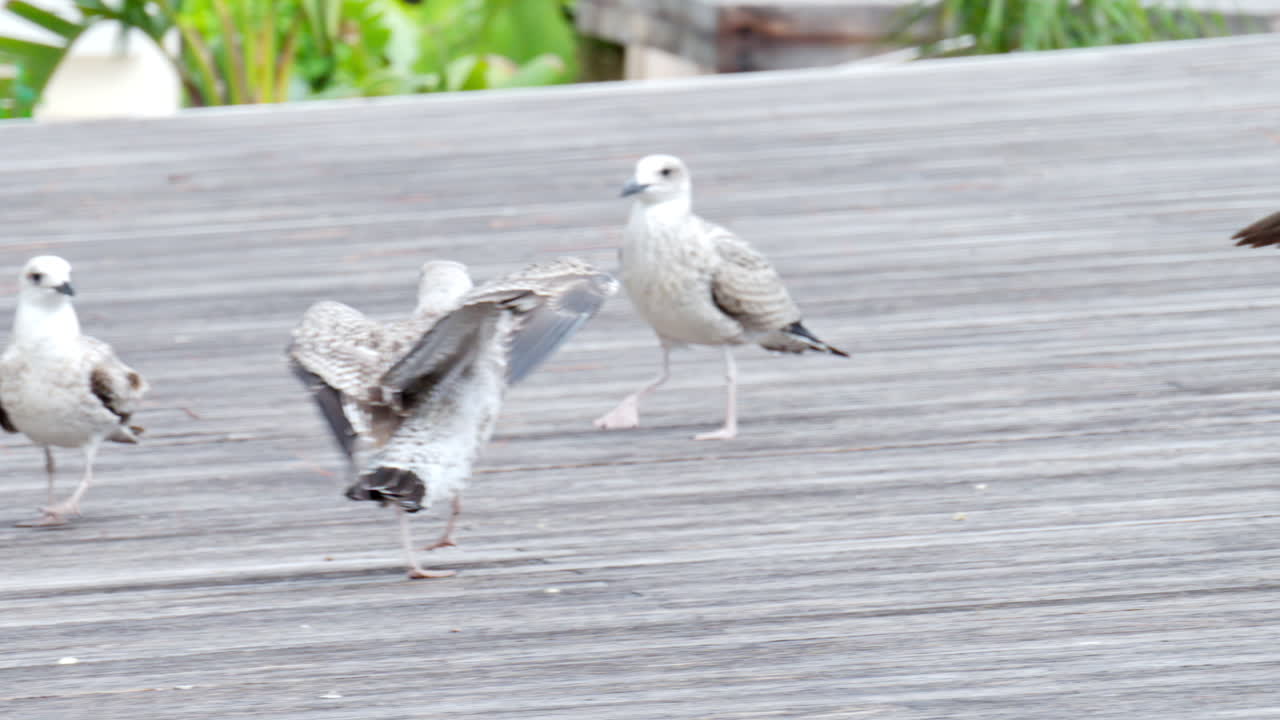 Close view of few seagulls while people feeding them. Slow motion