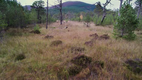 imágenes aéreas de drones volando lentamente hacia adelante cerca de una turbera a través de un bosque de pinos en el parque nacional de cairngorms con musgo de esfagno, árboles nativos y montañas