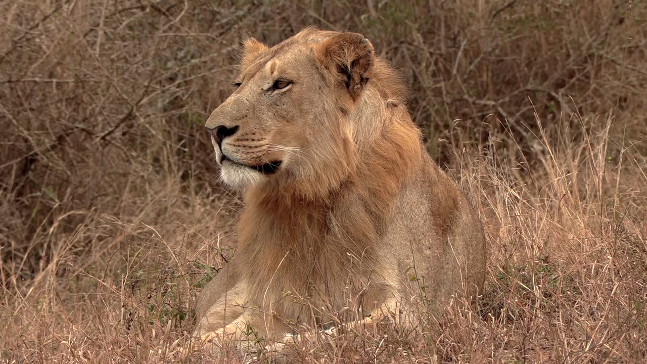 Beautiful close-up of a male lion on the lookout, attentively watching something.