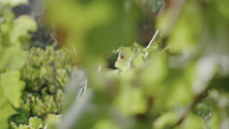 winegrower looking grape vine walking between grapevine bushes rows close up.