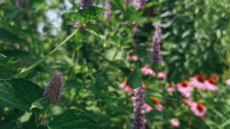 flores púrpuras en un jardín