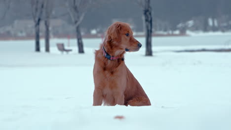 golden retriever sentado y sonriendo en la nieve profunda cerca de un lago congelado