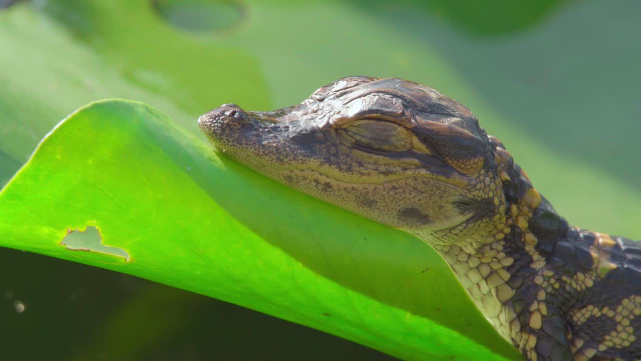 baby alligator resting on side of windy lily pad