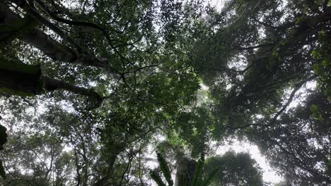 creative view looking up through a mist covered rainforest canopy with the sun shining through the trees
