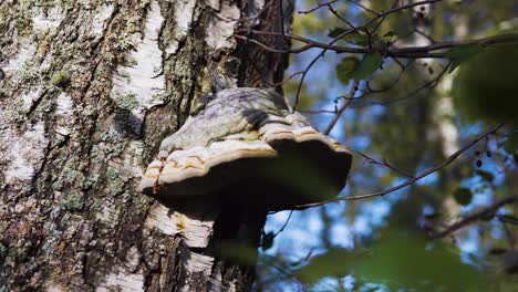 Hongo-Fomes-Fomentarius-En-Un-Abedul-En-Un-Bosque-Sueco