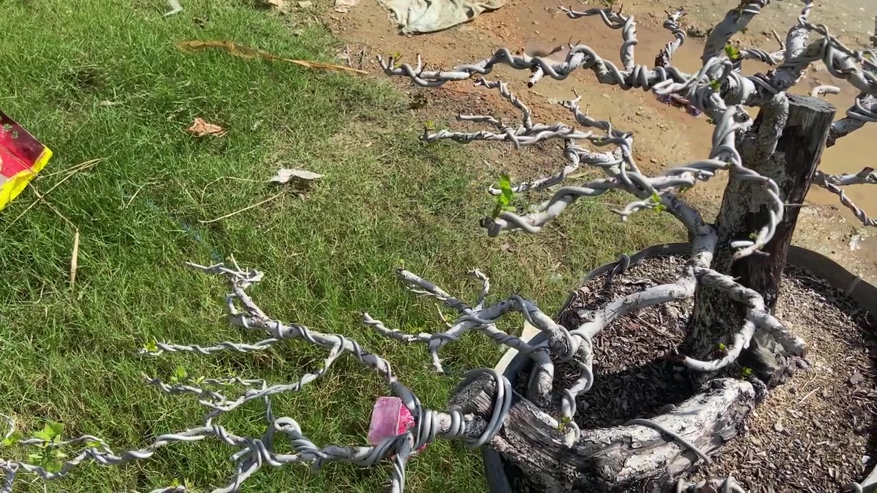 Vista Detalhada de Galhos de Bonsai Aramados para Modelagem