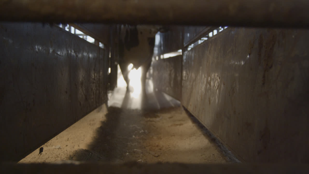 a bull enters a metal chute with dust particles visible in the sunlight.
