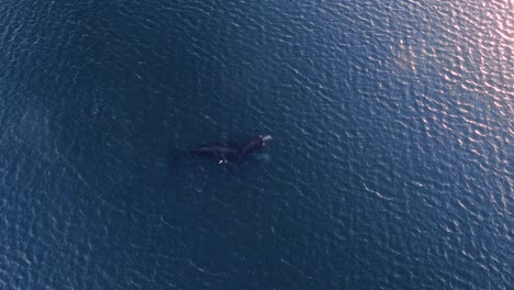 calf of southern right whale breathing at the surface at sunset - aerial shot