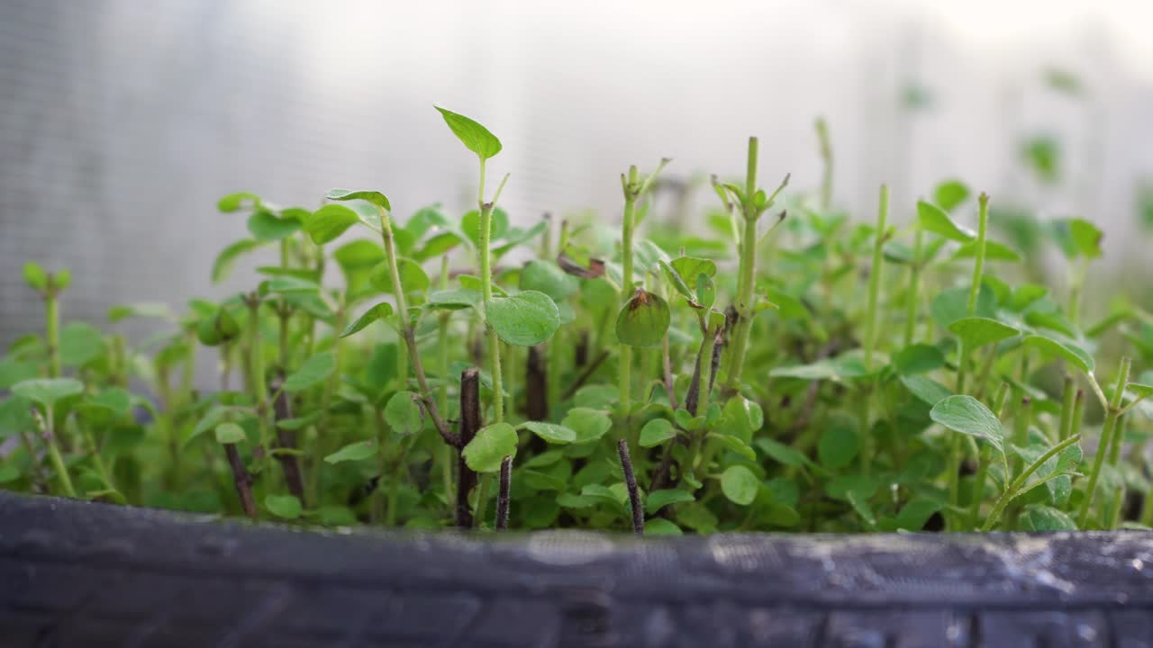 정원의 오래된 타이어에서 자라는 오레가노 식물