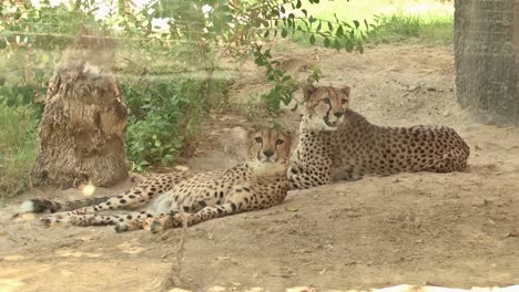 A-Pair-Of-Cheetahs-Relaxing-In-The-Shade-Of-A-Tree-At-Forest-Park-During-Sunny-Day