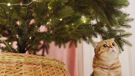 ginger cat looking at christmas tree