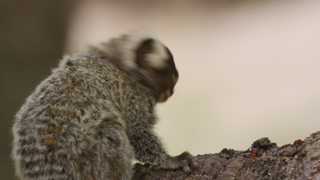 cerca de tití mirando por encima del hombro comiendo y masticando