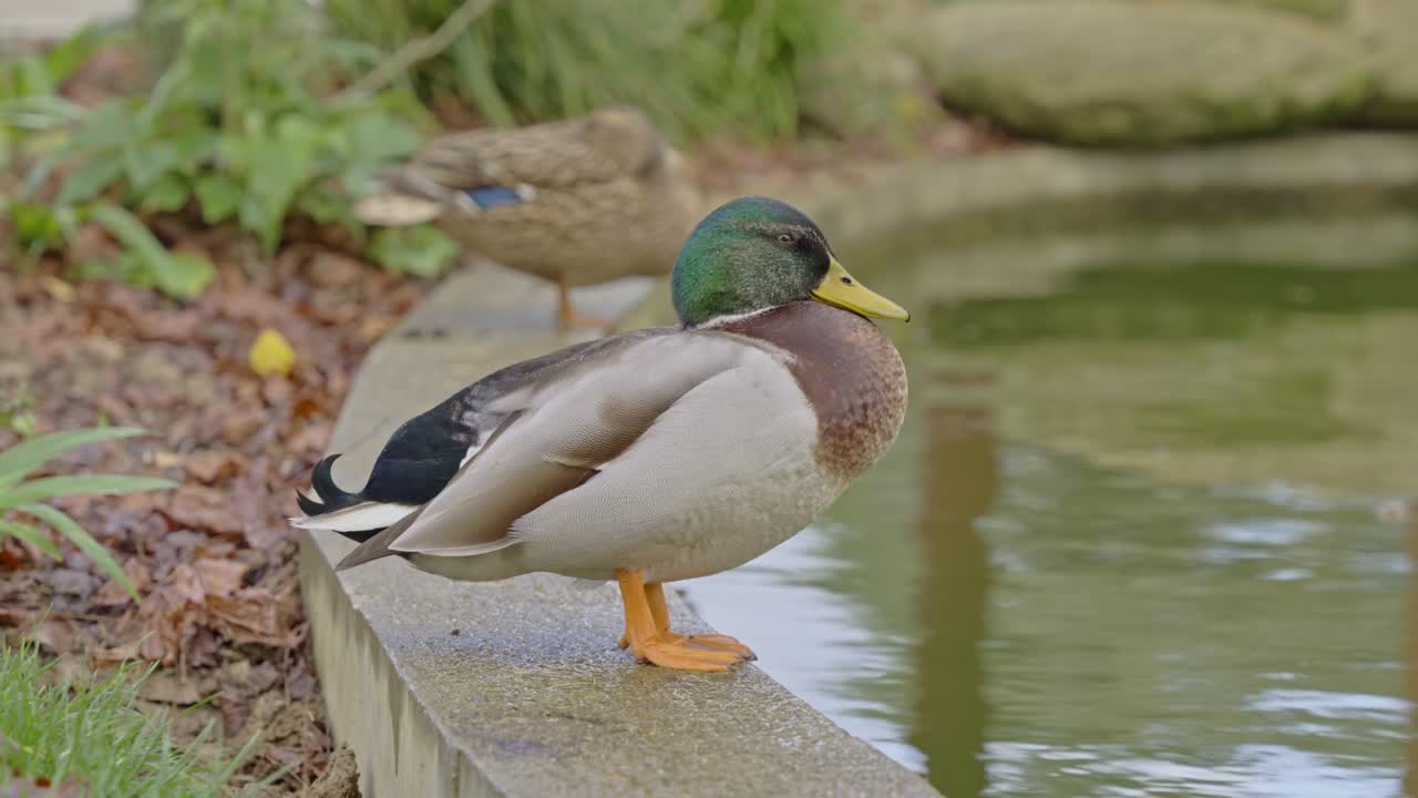 Primo piano di un germano reale maschio con gli occhi chiusi, appoggiato sul bordo di un laghetto. Sullo sfondo è visibile una femmina di anatra. Ideale per concetti di fauna selvatica e natura