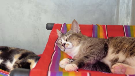 toma en cámara lenta de dos gatos de refugio para dormir