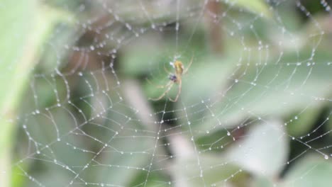 spider sits in his web that is covered in dew