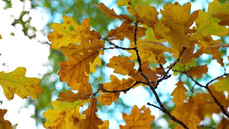 Close-up-Shot-Of-Yellow-Dried-Autumn-Leaves-Waving-In-Wind,-Letonia