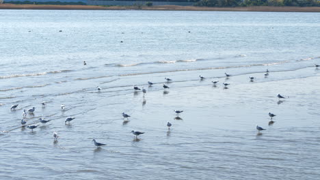 birds at shallow water river bank on a sunny day