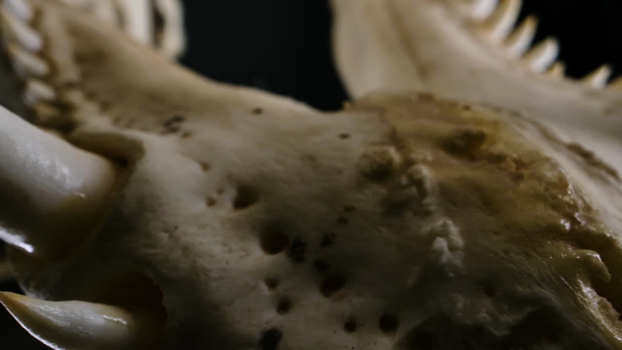 esqueleto de cocodrilo diente de boca y huesos