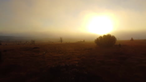 Un-Avance-Cinematográfico-A-Través-De-árboles-Silueteados-En-Un-Amanecer-Lleno-De-Niebla