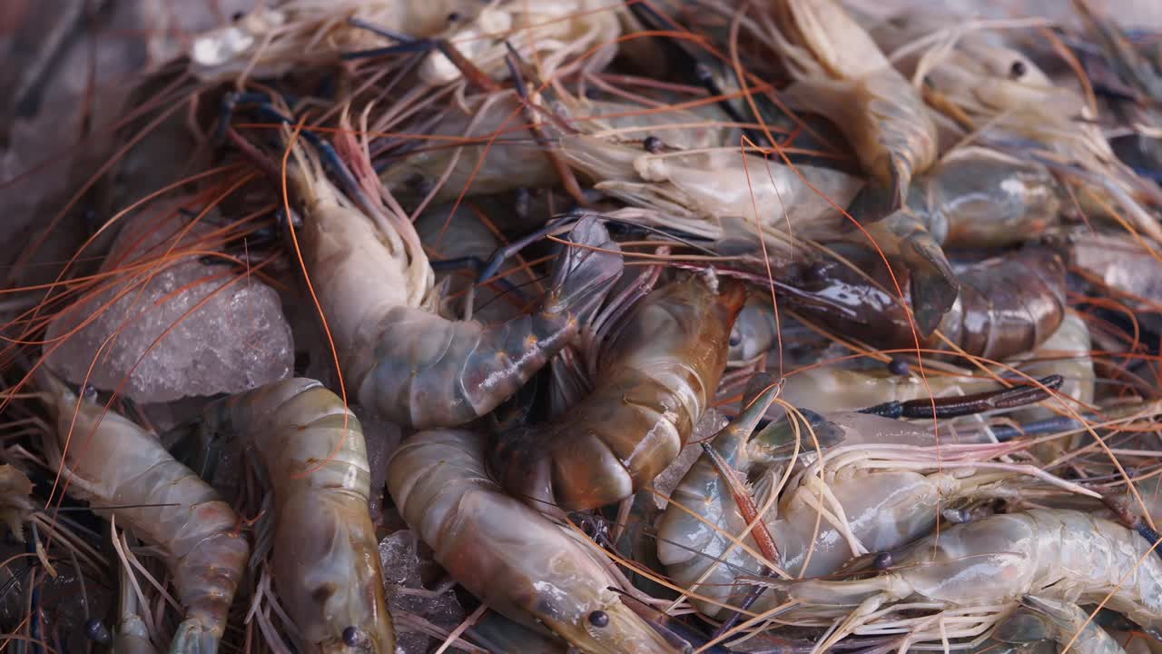 Pile of Fresh Shrimp on Ice