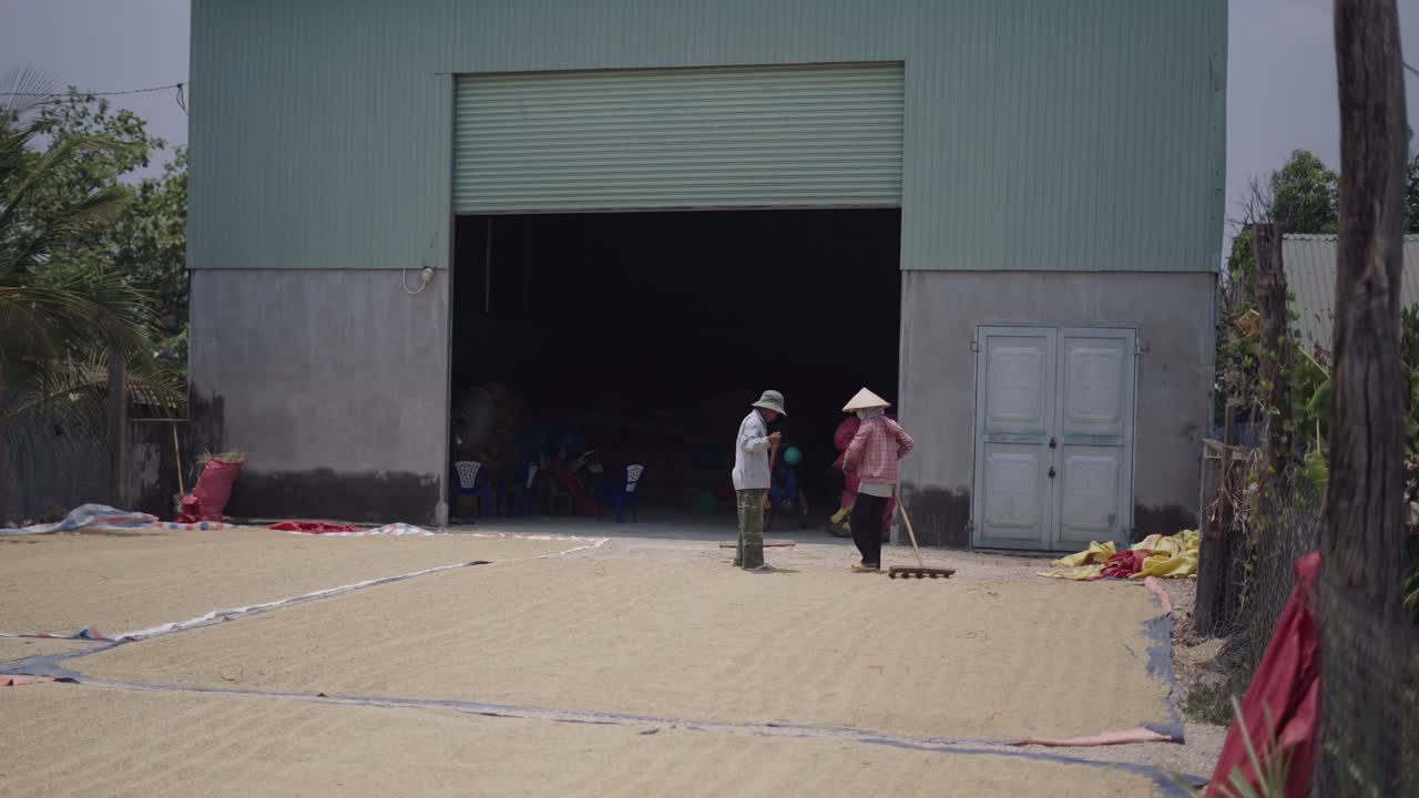 Farmers Drying Rice in a Field