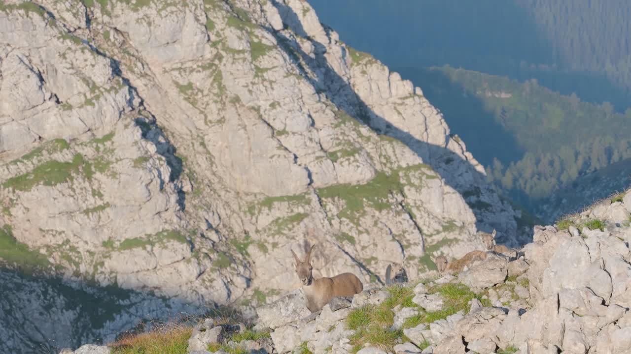 tres cabras montesas alpinas en la cordillera de schneibstein austria mezclándose con el paisaje