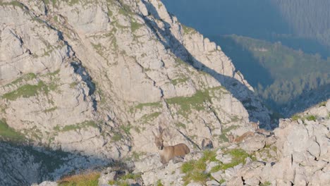 Three-alpine-ibex-on-the-mountain-range-in-Schneibstein-Austria-blending-in-with-the-landscape