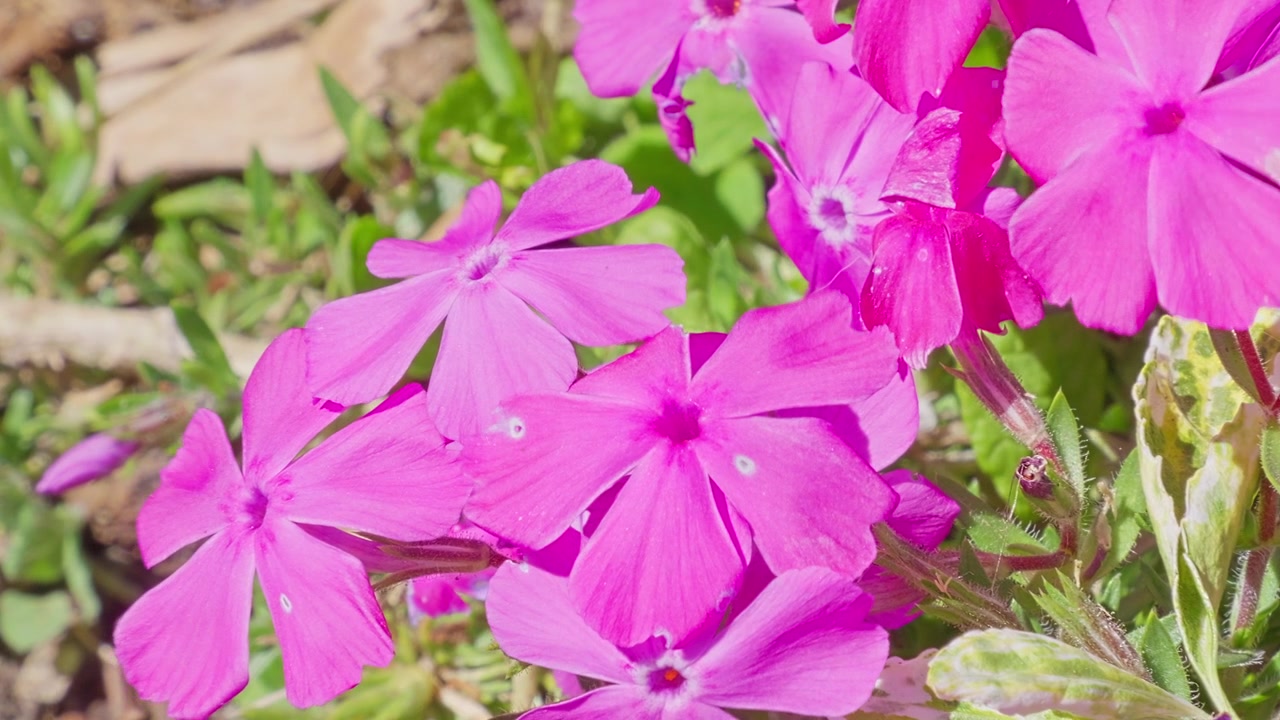 Vibrant pink blossoms glow in soft sunlight. Petals curve gently, framing each bloom with grace. Green leaves peek through beneath the flowers. Flowers sway slightly, caught in a gentle breeze