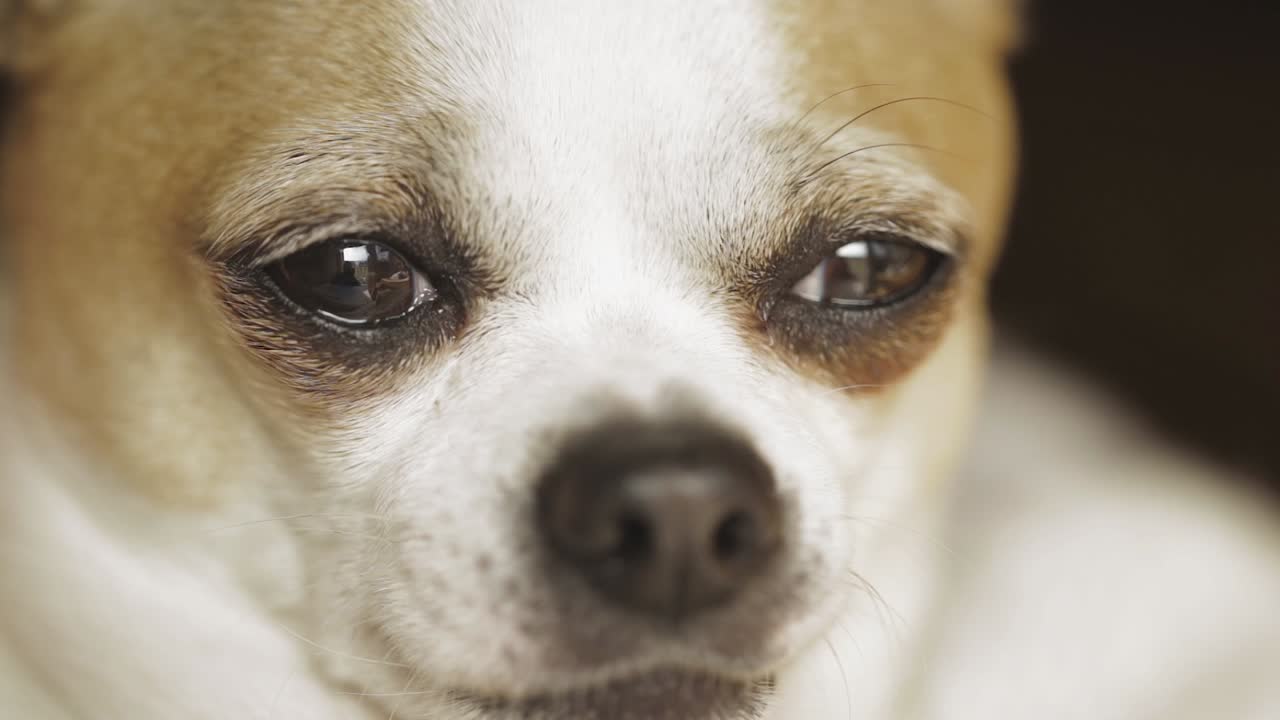Portrait close up of a Chihuahua dog resting and looking around, indoors