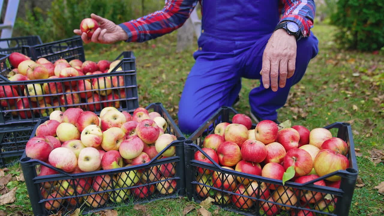 Handsome farmer harvesting red apples. Close up of male farmer picking apples on farm.