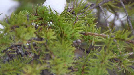 Slow-tilt-up-pine-needles-and-branch-moving-slightly-in-wind