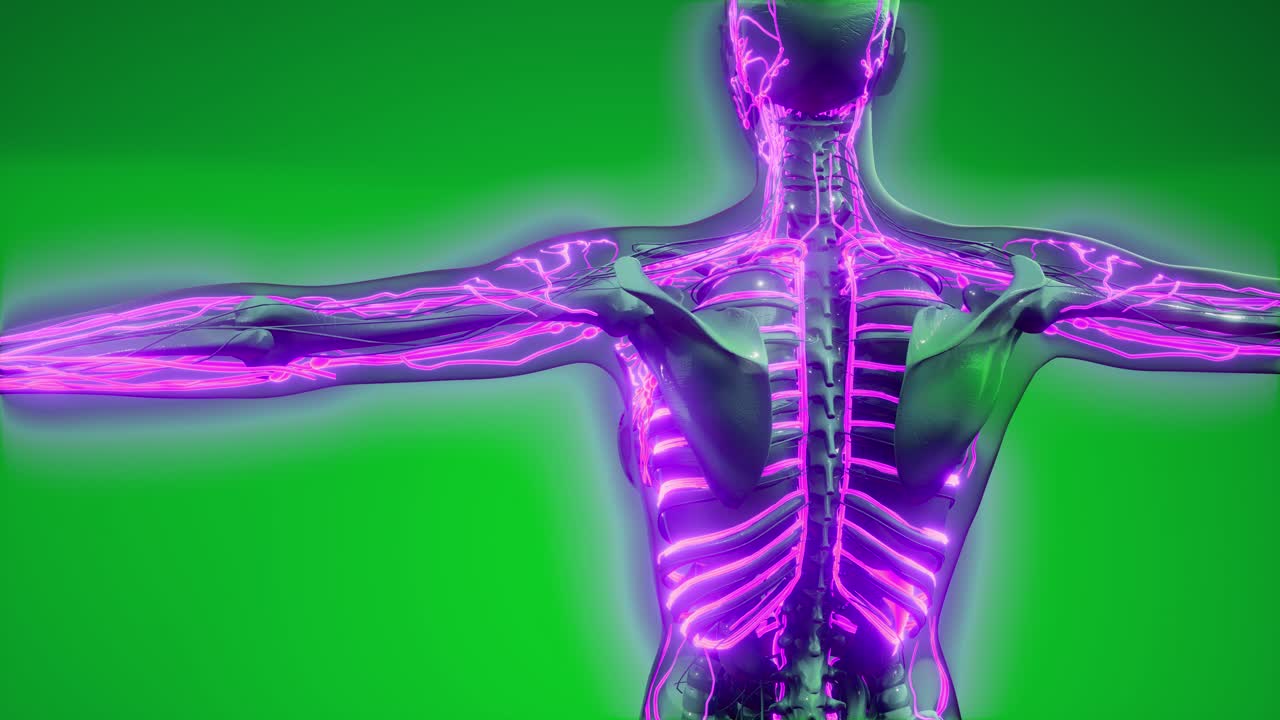 кровеносные сосуды человеческого тела