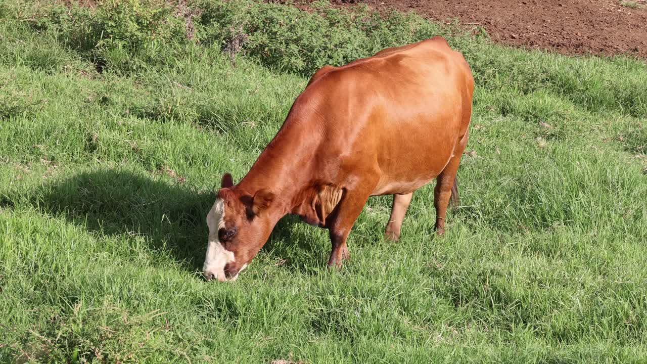 корова мирно пасется на пышном пастбище.