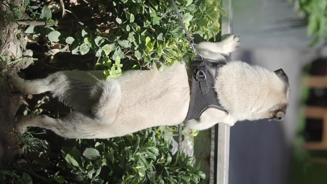 Pug dog in a harness outdoors