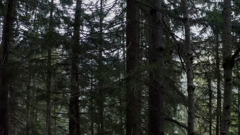 shot moving sideways in the middle of a pine forest, among the trees