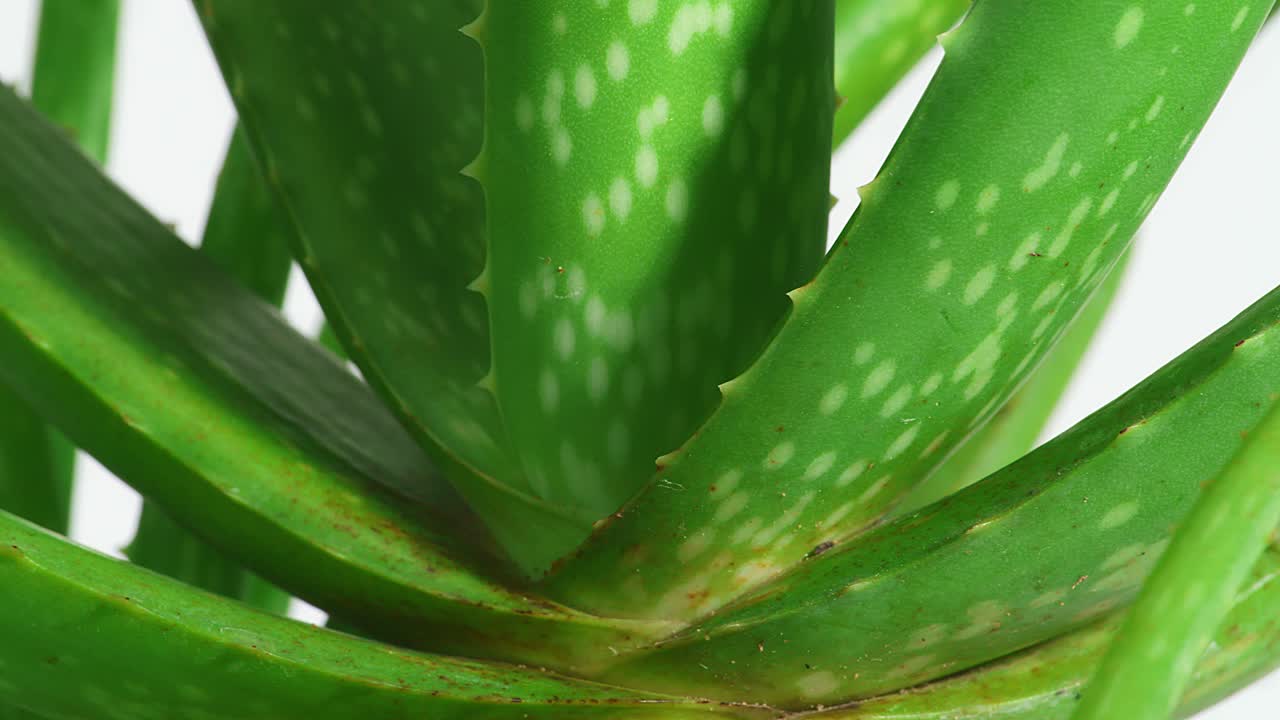 알로에 베라 식물은 색 바탕에 회전하고 있습니다. 맛있는 식물의 잎, 화장품에 사용되는 약용 식물의 클로즈업