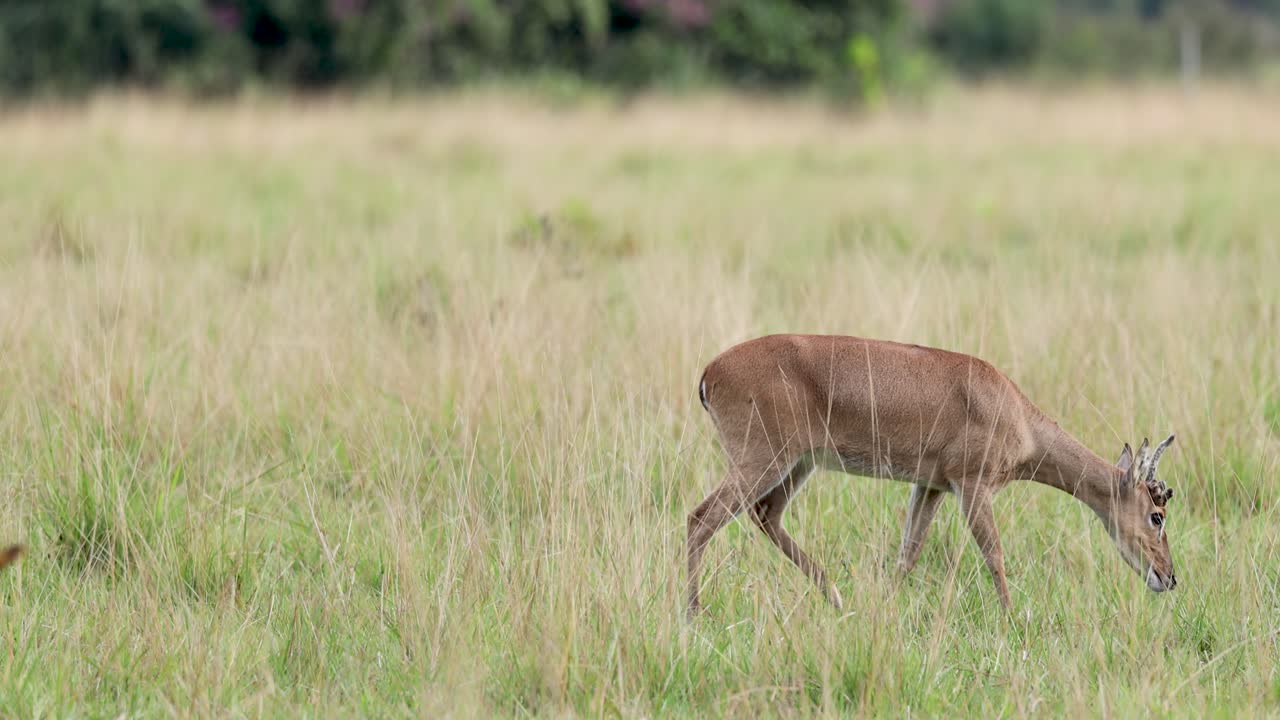 Pampas deer grazing freely in the wild in the Pantanal