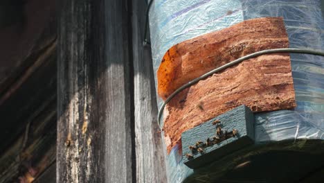 wild bees gathering on a rustic structure
