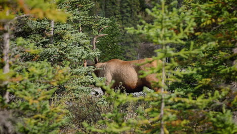 der männliche elchbulle poliert sein geweih während der brunftzeit im malerischen jasper, alberta