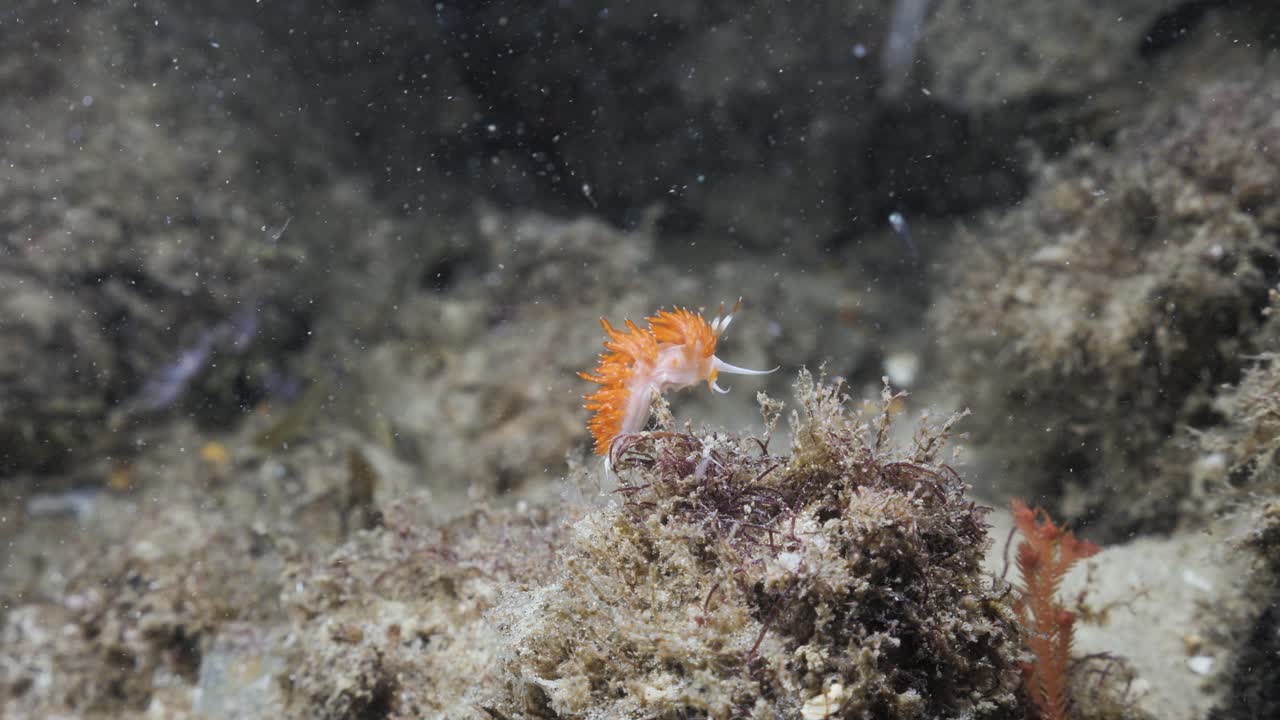 야간 스쿠버 다이빙에서 발견된 웅장한 누디브란치