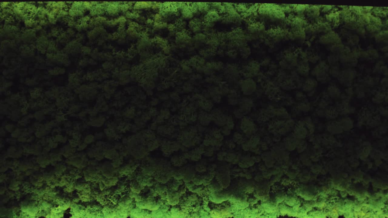 decoración de la pared de musgo verde