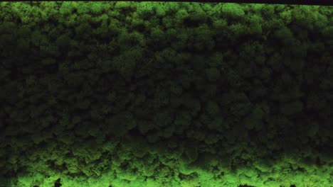 decoración de la pared de musgo verde