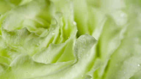 Rose-Flower-close-up