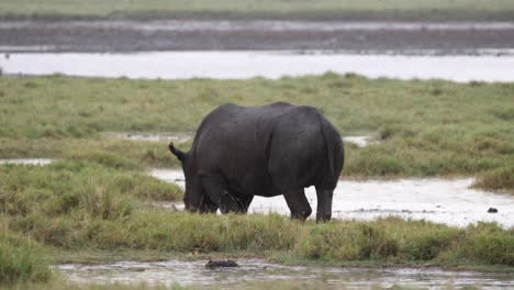 Einsames-Spitzmaulnashorn-Ernährt-Sich-Von-Feuchtgebieten-Im-Aberdare-Nationalpark,-Kenia,-Afrika