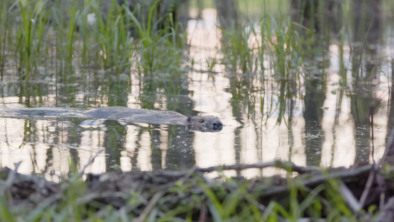 Beaver in river with keen sense of smell sniffs air and dives down into water