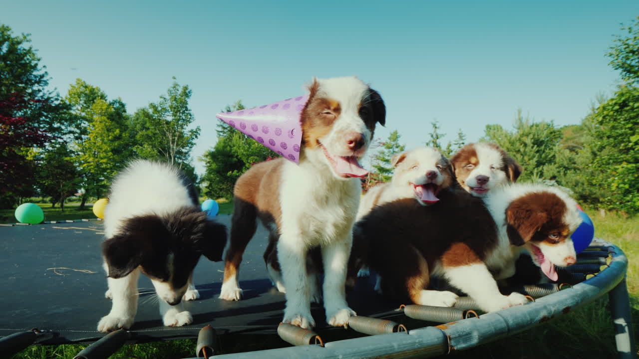 애완 동물 파티에서 친구와 생일 강아지 동물과 함께 재미있는 비디오