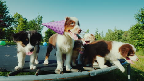 birthday puppy with friends at a pet party funny video with animals