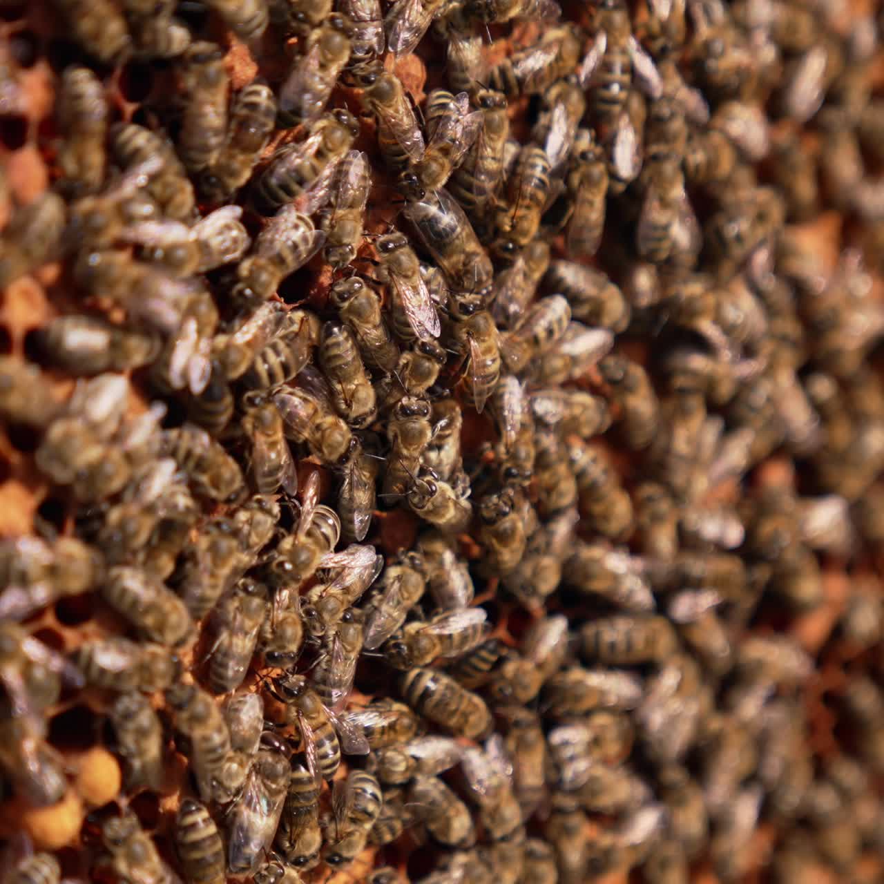 Stripy bees crawls over the frame. Honey insects move over the sealed cells with new brood. Close up